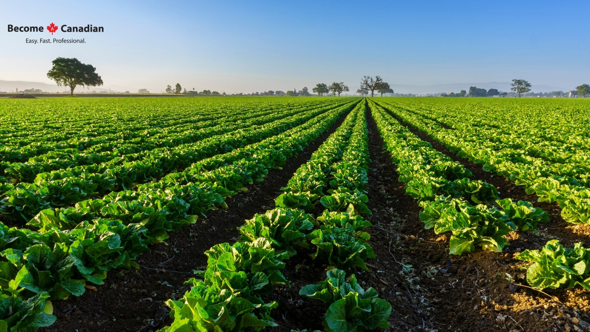 BecomeACanadian - Watch: Agriculture in Canada in Numbers